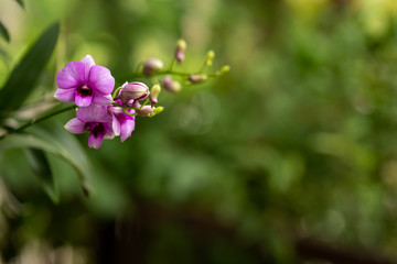 Beautiful blossom orchid at the park.