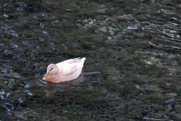 Leucistic female mallard duck (Anas Platyrhynchos) floating down the river Isar in south Germany...