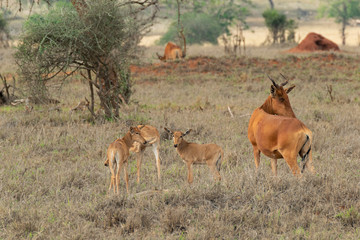 african antelope