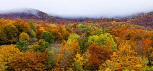 Fototapete Naturpark Beech forest, Fuentes del Narcea, Degaña e Ibias Natural Park, Asturias, Spain, Europe  © JUAN CARLOS MUNOZ
