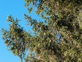 (Abies alba) Rameaux denses de sapin blanc, sous un ciel bleu, garnis de cônes matures, cylindriques, écailleux de couleur brune