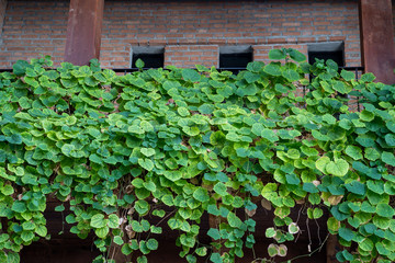 Growing tropical plants at the wooden balcony.