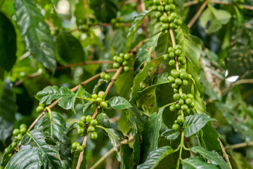 young coffee beans on the tree. 