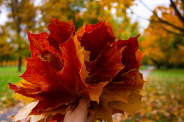  autumn bouquet of maple leaves in a girl's hand on a background of a colorful park