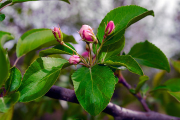 Blooming branch of wild apple tree on a blurred background.
