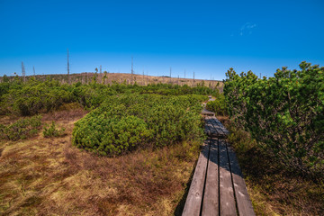 Fototapeta na wymiar Board Walkway in a typical moorland with hiking trail