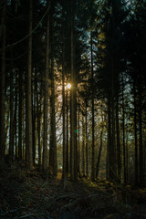Fototapeta premium Winterwald ohne Schnee