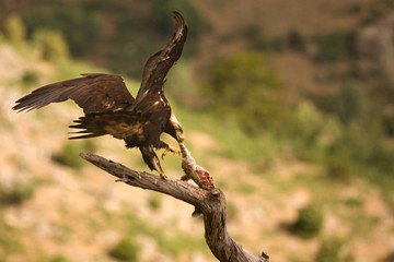 Spanish imperial eagle (Aquila adalberti), also known as the Iberian imperial eagle, Spanish or Adalbert's eagle feeding with a death rabbit.