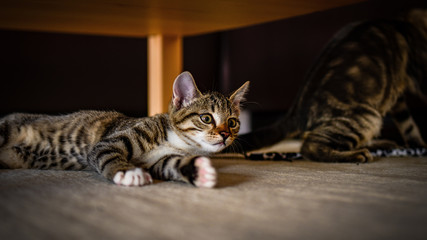 Kitten