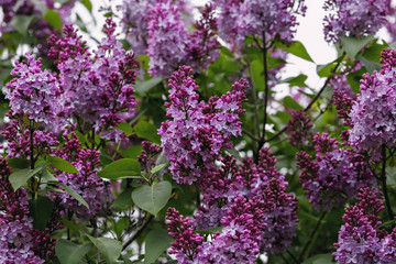 Close-up beautiful lilac flowers with the leaves. Beauty world.
