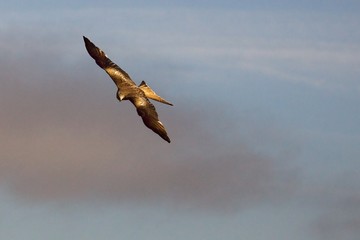 The golden eagle (Aquila chrysaetos) flying ower the rocks. Blue background. Golden eagle with expanded wings.