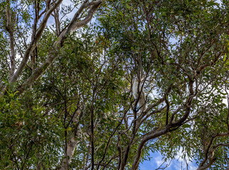 Obraz premium Lone cockatoo sits hidden amoungst tree branches in woodlands