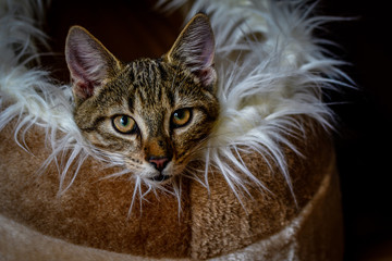 Kitten