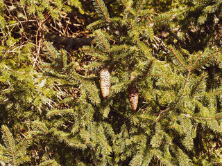 (Abies alba) Rameaux denses de sapin blanc garnis de vieux cônes matures, cylindriques, écailleux de couleur brune