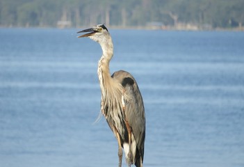 Great egret on water background in Florida nature, closeup