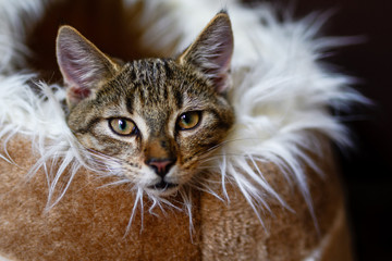 Kitten