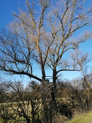 hunters looking-place in a tree