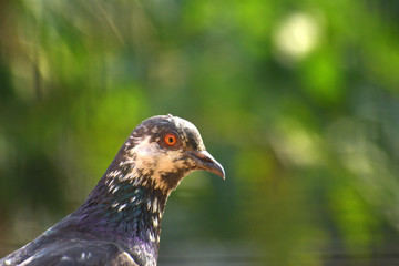 A close-up head shot of a Feral Pigeon (Columba livia domestica).