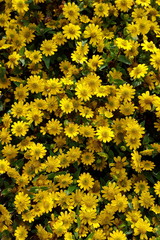 Obraz premium viele gelbe Blüten Sanvitalia - Husarenknöpfchen