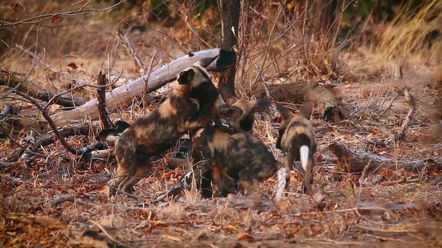 Pack of young African wild dogs playing in Kruger National park, South Africa ; Specie Lycaon pictus family of Canidae