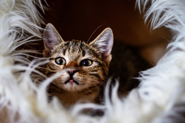 Kitten