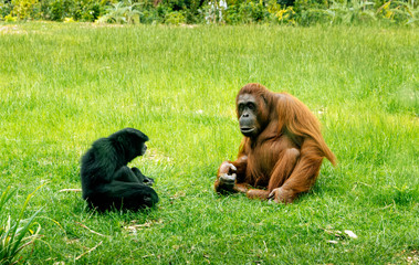 Bornean Orangutans, Pongo Pygmaeus, sharing habitat with Siamang Gibbons, Symphalangus Syndactylus, in Dublin zoo, Ireland. Mammals sitting on grass. © Dawid