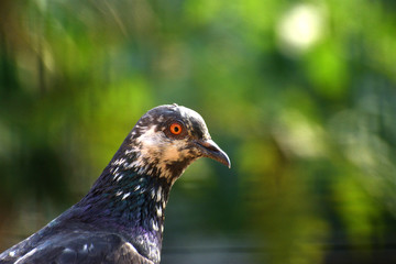 A close-up head shot of a Feral Pigeon (Columba livia domestica).