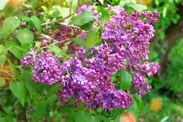 Lilac flowers blooming with violet petals signaling spring has come. Purple romantic landscape, closeup. Selective focus.