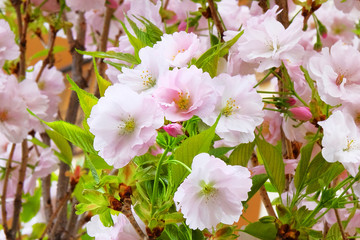 Sakura is blooming in park, closeup. Spring flowers is growing in Japan. Landscaping and decoration in spring season.