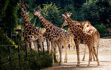 Six large giraffes, Giraffa Camelopardalis spp, grazing in their habitat in Dublin zoo, Ireland