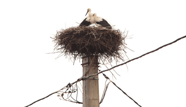 stork bird nest on pole isolated on white