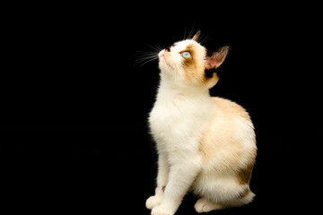 Cute white kitten with brown ears, British Shorthair sitting on a black background and looks up. Little beautiful cat with blue eyes, charming pet. Space for text