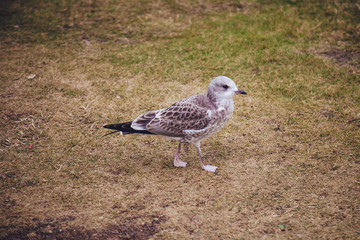 Little grey seagull near stony lake shore.