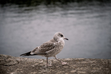 Little grey seagull near stony lake shore.