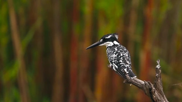 Pied kingfisher grooming isolated in natural background in Kruger National park, South Africa ; Specie Ceryle rudis family of Alcedinidae