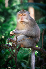 Macaque in forest