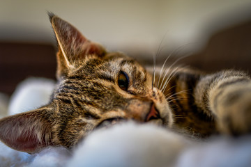 Kitten