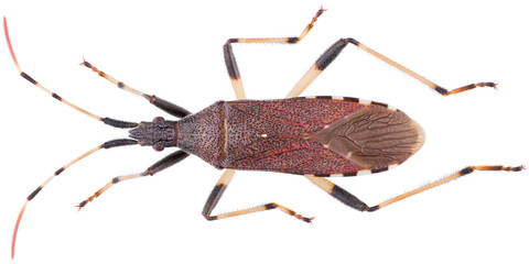 Dicranocephalus albipes is a genus of true bugs in the family Stenocephalidae. Dorsal view of true...