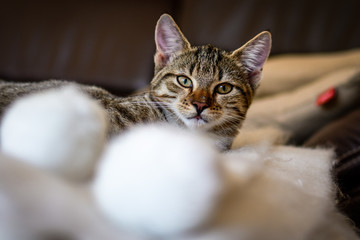 Kitten