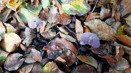 Mushroom during the autumn season on the Veluwe forest in Gelderland named Laccaria amethystina, commonly known as the amethyst deceiver