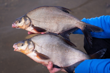 Winter fishing on an ice-free river. Two bream lying on the palms