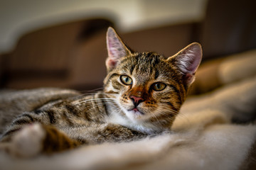 Kitten
