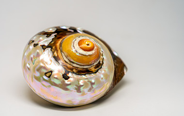 Beautiful natural iridescent sea snail shell isolated on a white background.