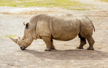 Naklejka premium Close up of large Southern White Rhinoceros, Ceratotherium Simum, in their habitat in Dublin zoo, Ireland