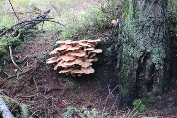 Mushroom during the autumn season on the Veluwe forest in Gelderland named birch polypore