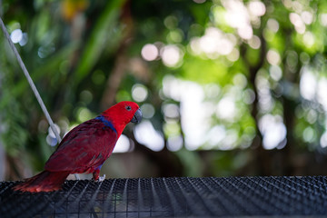 Colorful Macaw in bird cage.