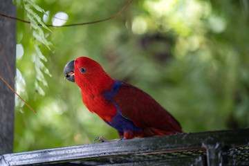 Colorful Macaw in bird cage.