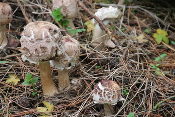 Mushroom during the autumn season on the Veluwe forest in Gelderland named Macrolepiota procera, the parasol mushroom