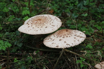 Mushroom during the autumn season on the Veluwe forest in Gelderland named Macrolepiota procera, the parasol mushroom