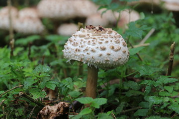 Mushroom during the autumn season on the Veluwe forest in Gelderland named Macrolepiota procera, the parasol mushroom